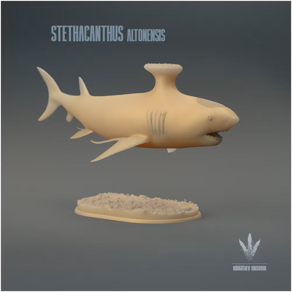 Stethacanthus Altonensis