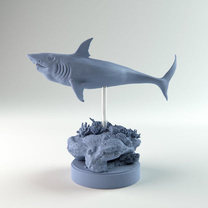 Helicoprion Swimming Up