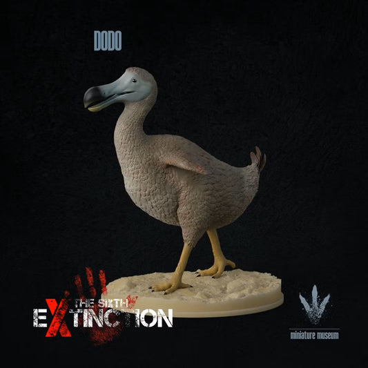 Dodo (Raphus Cucullatus)