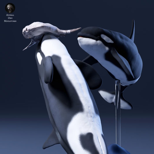 Ocean Sunfish and Orcas