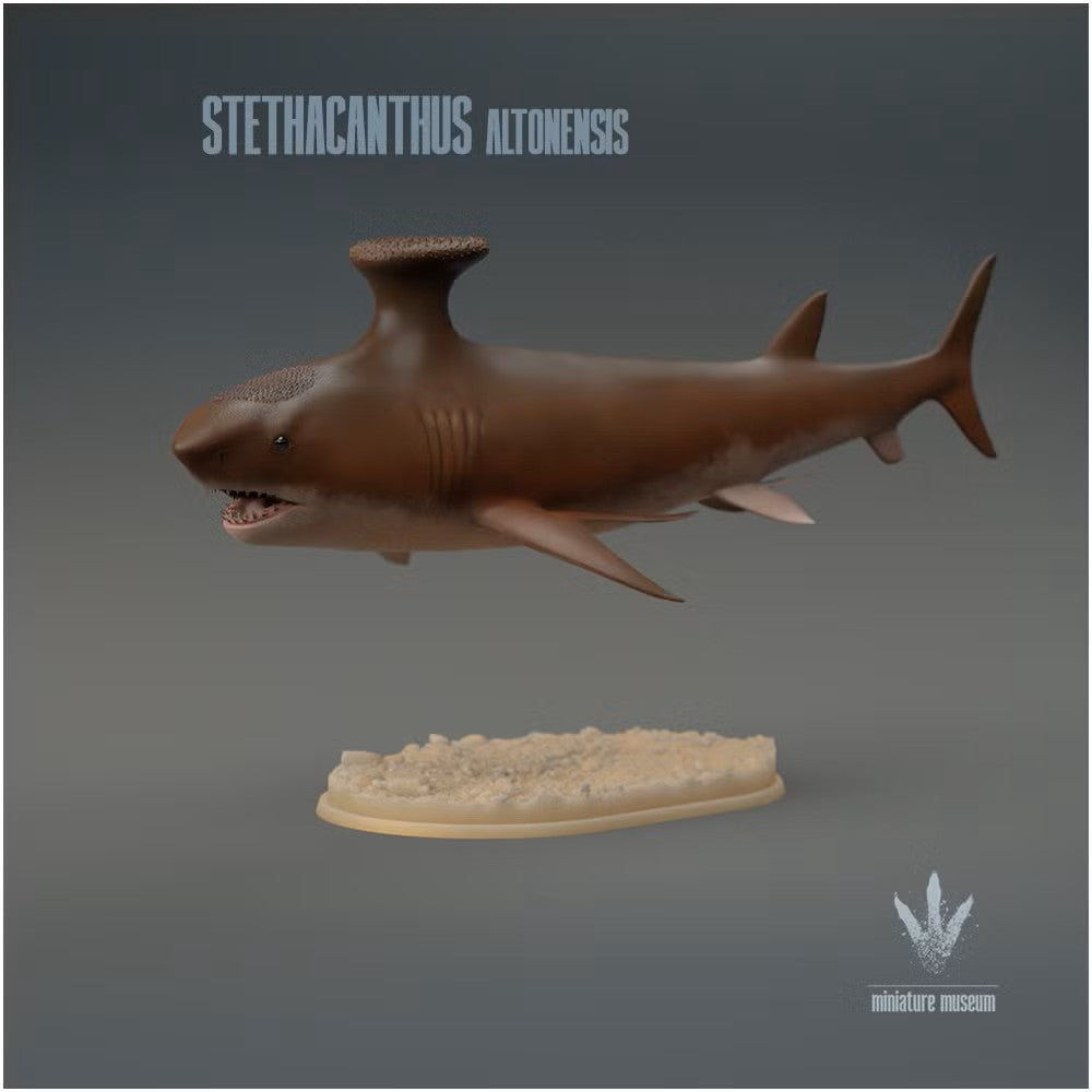 Stethacanthus Altonensis
