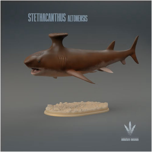 Stethacanthus Altonensis