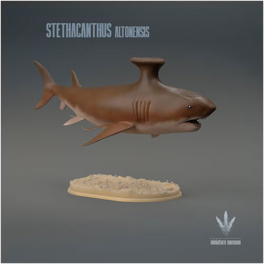 Stethacanthus Altonensis