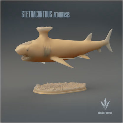Stethacanthus Altonensis