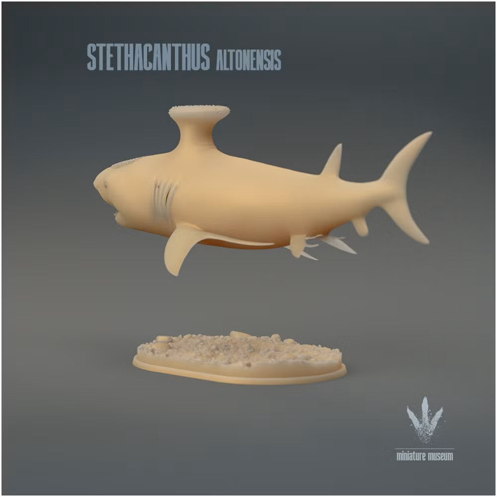 Stethacanthus Altonensis