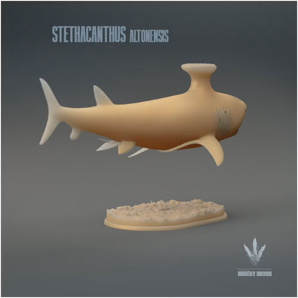 Stethacanthus Altonensis