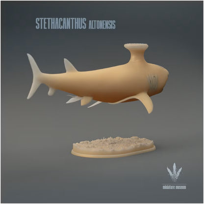 Stethacanthus Altonensis